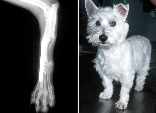 X-ray and photograph of the same West Highland White Terrier as an adult dog, showing how the paw has been transposed from the ulnar bone and fused to the radius.