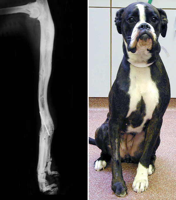 X-ray and photograph of the same Boxer as an adult dog, showing the straightened and lengthened limb. There is no movement in the carpus (wrist joint) because it has been fused.