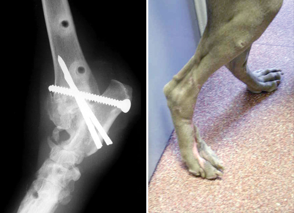 X-ray and photograph of the same Weimeraner one year after the injury, showing the fused tarsal joint (arrow) with remaining metal implants and residual scars on the paw.