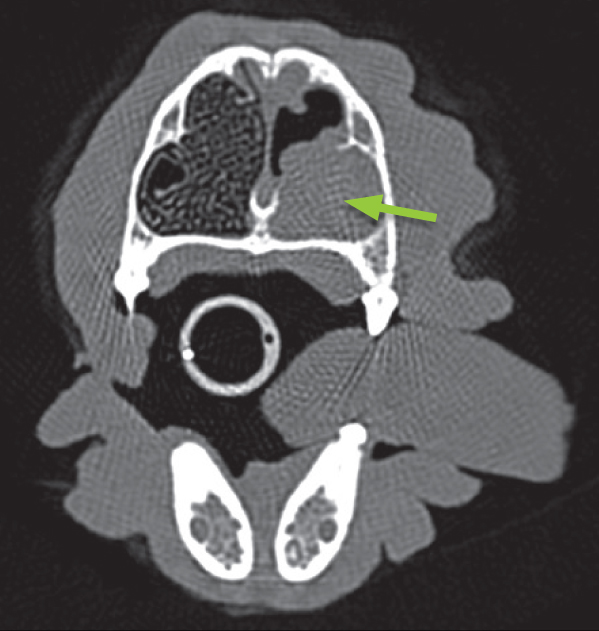 Figure 2: A computed tomography (CT) image of a cross section of a dog’s nose. The right side (seen on the left in the picture) has a fine lace-like appearance representing the scrolls of bone (turbinates) that are normally present. The arrow is pointing to the left side of the nasal cavity which has suffered from destruction of these turbinates and accumulation of discharge that appears the same shade of grey as the soft tissues of the dog’s head. These changes are strongly suggestive of fungal rhinitis (aspergillosis) and would be very difficult to identify on normal X-rays. CT images such as this are always displayed as if the head was facing you and therefore the animal’s left appears on the right of the image.