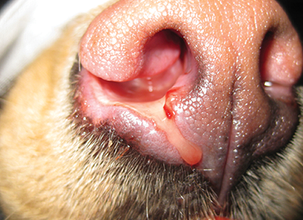 Figure 1: Photograph of the front of a dog’s nose (the nasal planum) showing some blood-tinged creamy discharge from the patient’s right nostril and ulceration that can occur in some cases.