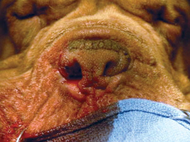 A Dogue de Bordeaux following surgery on one side to improve the airflow through the nostril