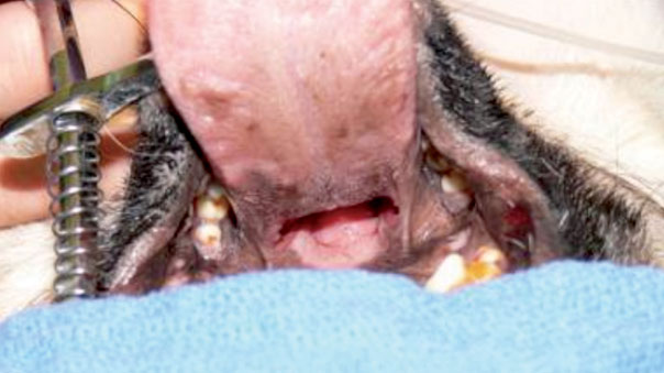 Before surgery to shorten the soft palate