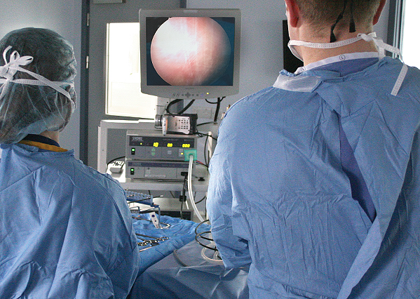 An ovariectomy procedure