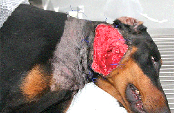 This picture shows a sedated dog that was presented a week earlier with a severe wound to the side of the face. The photograph shows the healthy (if slightly gory looking!) wound bed following intensive wound management