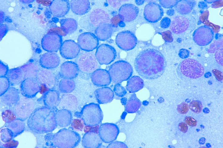 canine-lymphoma-in-a-covid-19-pandemic