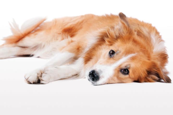 canine-spontaneous-non-traumatic-haemoabdomen-img-1