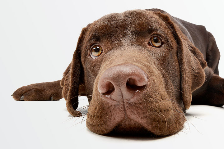 diagnosing-and-managing-canine-hypothyroidism