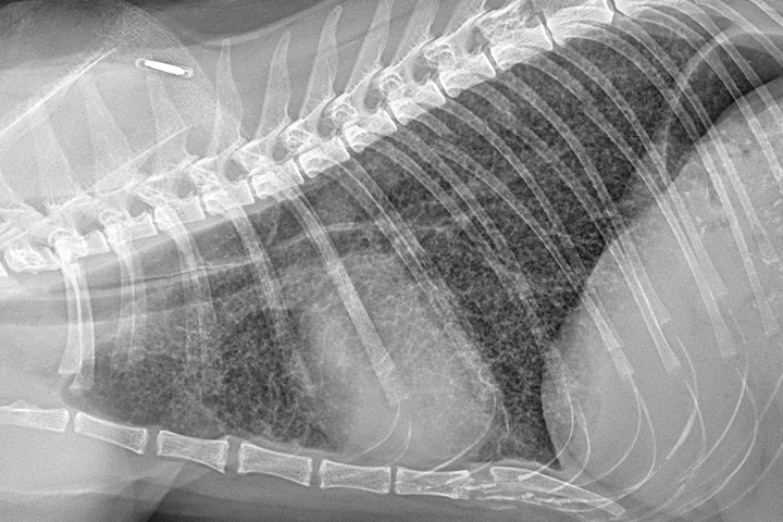 Pulmonary Fibrosis X Ray Dog Pulmonary Fibrosis X Ray Dog