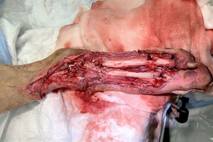 principles-of-wound-management-and-basic-skin-reconstruction
