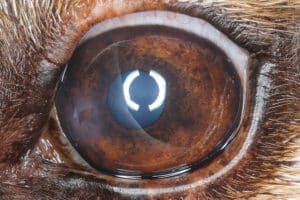 Spontaneous Chronic Corneal Epithelial Defects (SCCEDs) - NDSR