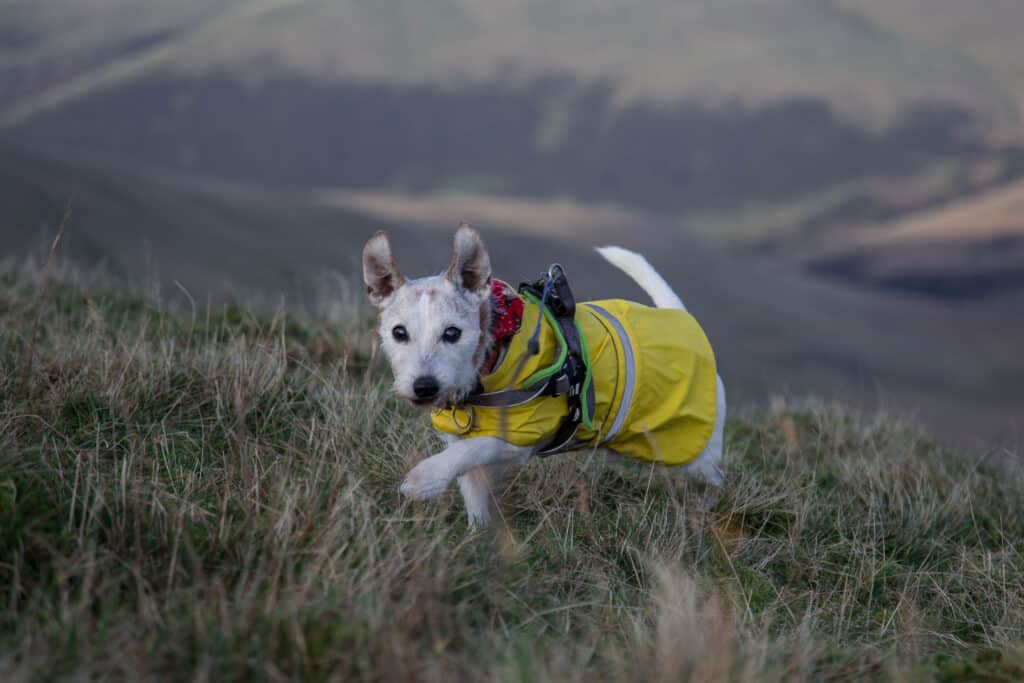 Jack the dog running through grass in a yellow coat