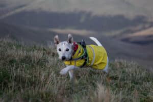 Jack the dog running through grass in a yellow coat