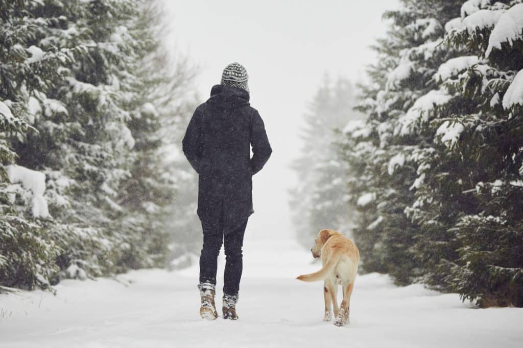Man is playing with his yellow labrador retriever in winter landscape