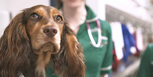 north downs specialsits - dog under chemotherapy