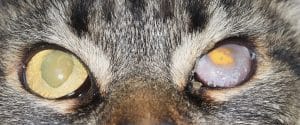 cats eyes with keratoconjunctivitis