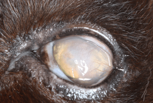feline keratoconjunctivitis