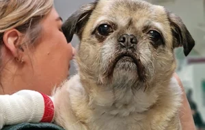 dog with a bandage around front leg being held by a nurse
