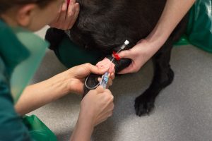 cannula being inserted into a dog's paw