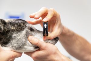 dog's eye being examined