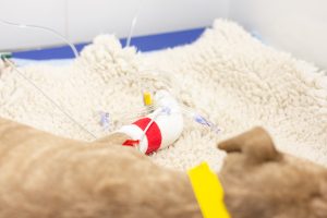 paw bandaged with tubes inserted