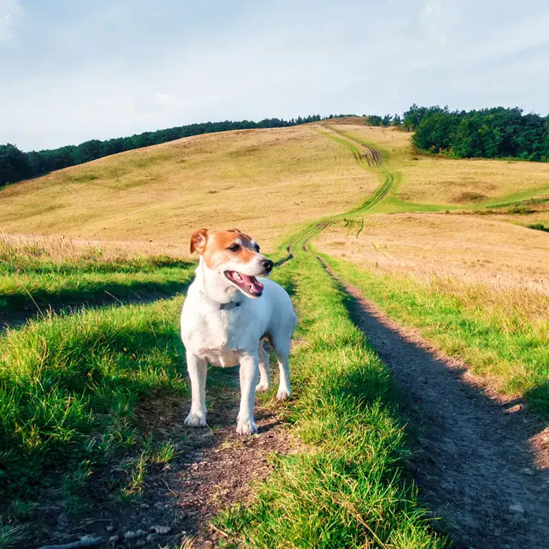 happy-dog-05