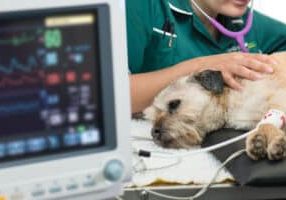 recent-advances-in-small-animal-anaesthesia