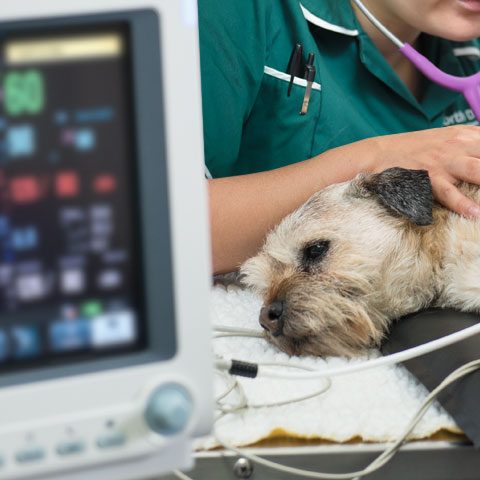 recent-advances-in-small-animal-anaesthesia